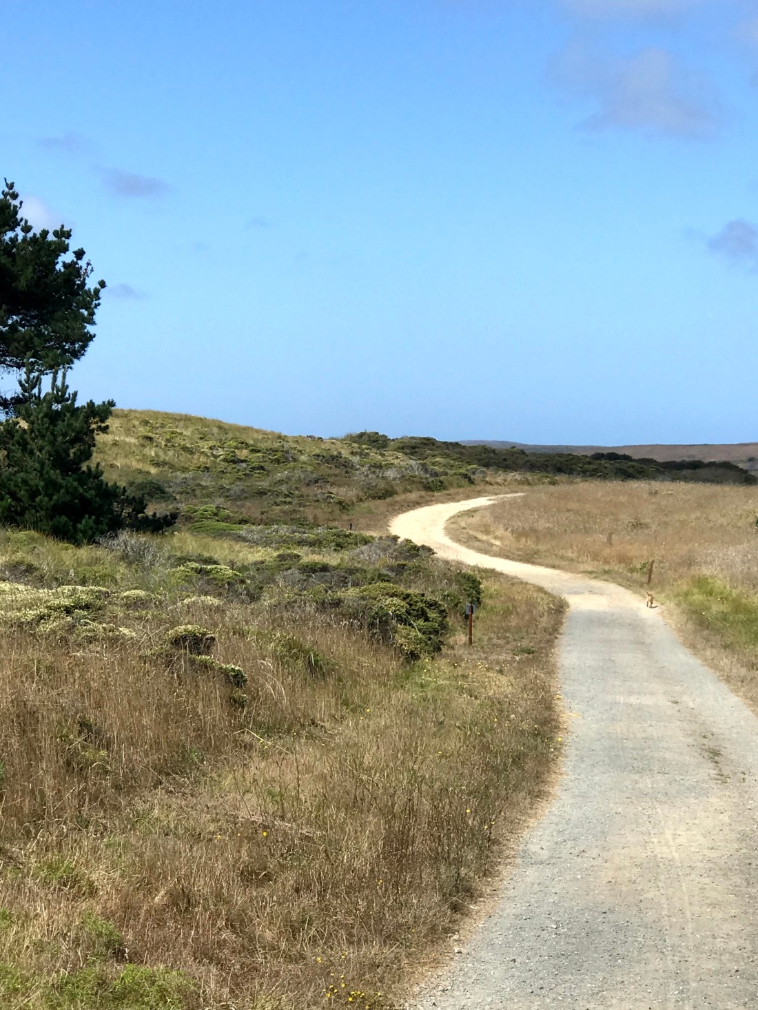 Hiking trails, Point Reyes, CA