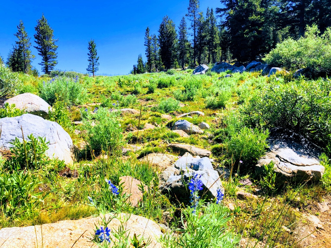Wildflowers, White Wolf Yosemite